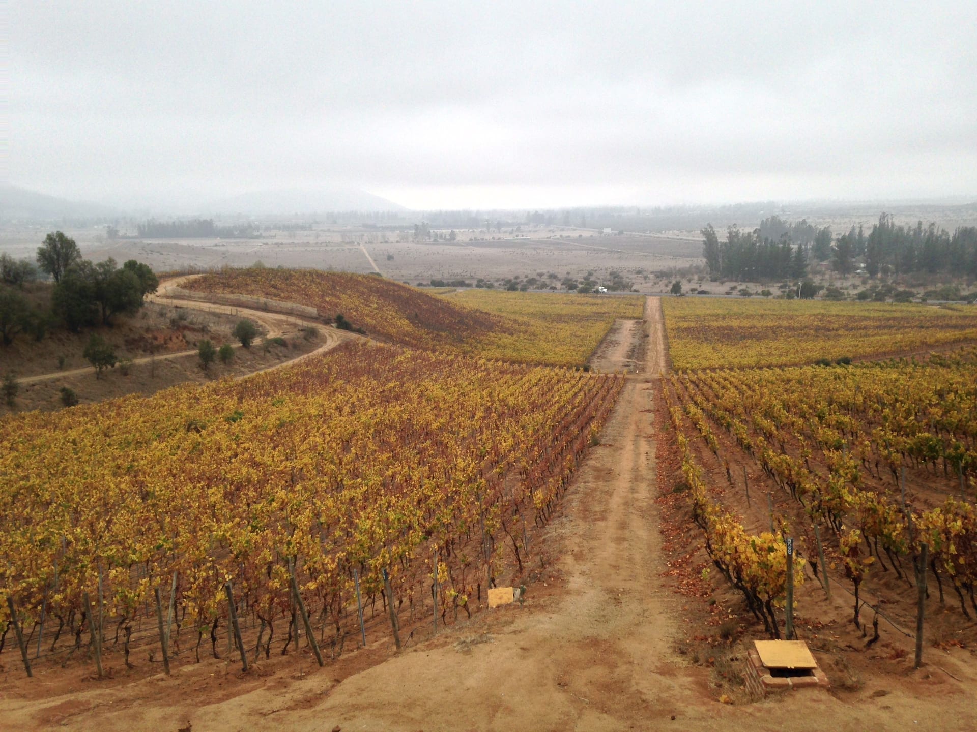 Vineyard rows in the Casablanca Valley, Chile