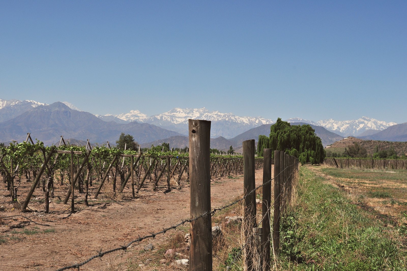 Vineyard and the snow-capped Andes in the Maipo Valley, Chile