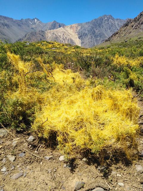 Cajón del Maipo, photo 9 of 19
