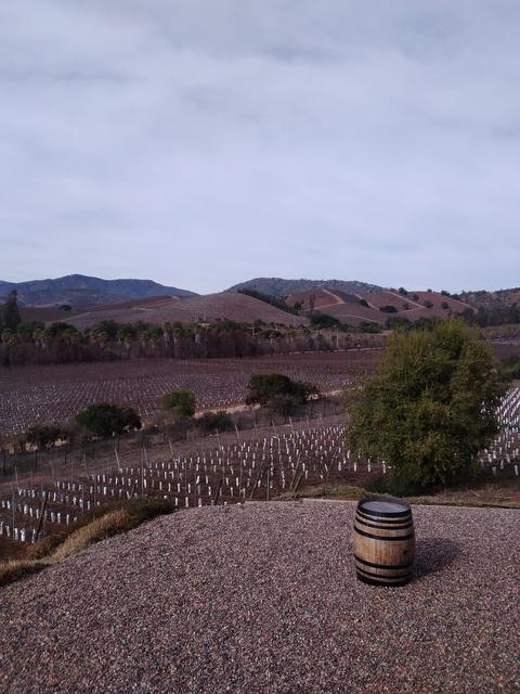 Wine valley tours, photo 3 of 16